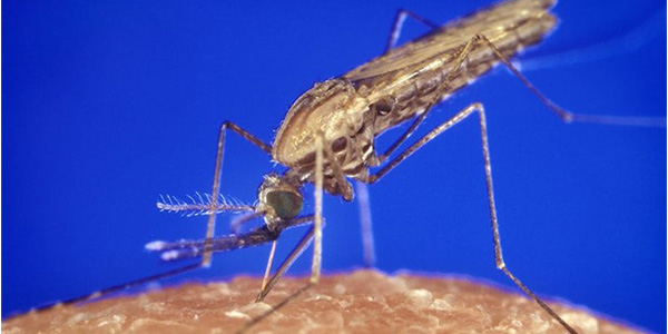 The anopheles gambiae mosquito transmits malaria to humans. James Gathany/Everett Collection/Shutterstock The anopheles gambiae mosquito transmits malaria to humans. James Gathany/Everett Collection/Shutterstock